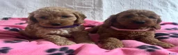 Cockapoo dogs for sale: Cockapoo puppies  - Advert 3