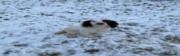 English Springer Spaniel dogs for sale: English Springer Spaniel Puppies - Advert 5