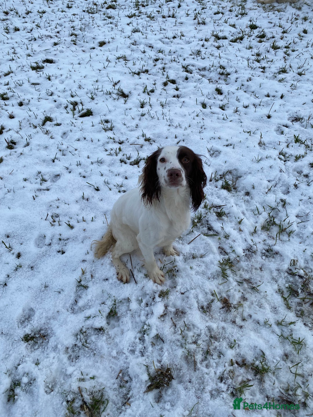 English Springer Spaniel dogs for sale: English Springer Spaniel Puppies - Advert 5
