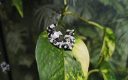 Frog reptiles for sale: Amazon milk frogs  - Image 3