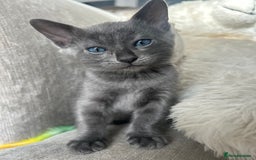 Bengal cats for sale: Stunning Bengal Kittens - TICA Registered - Image 37