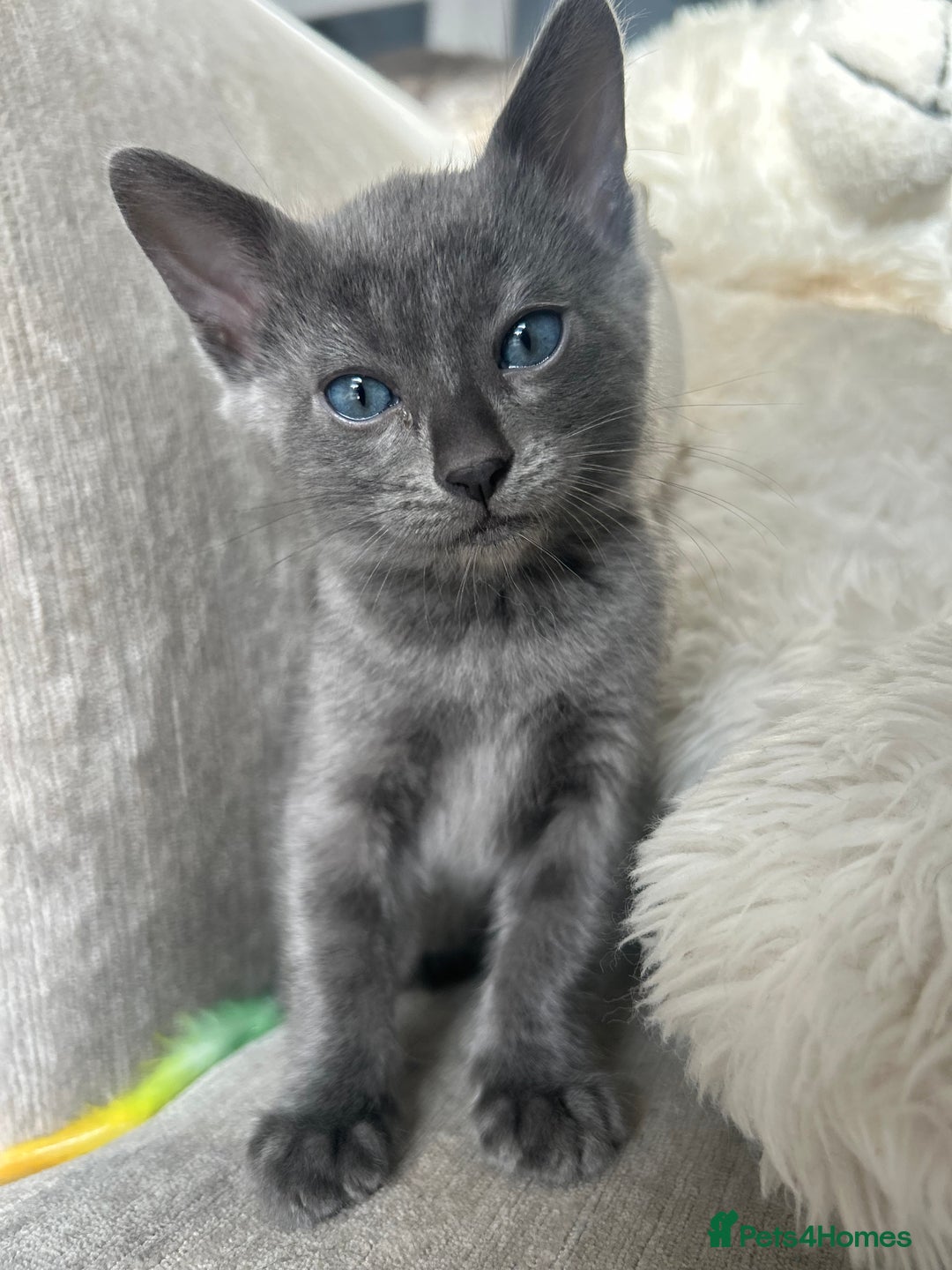 Bengal cats for sale: Stunning Bengal Kittens - TICA Registered - Image 37
