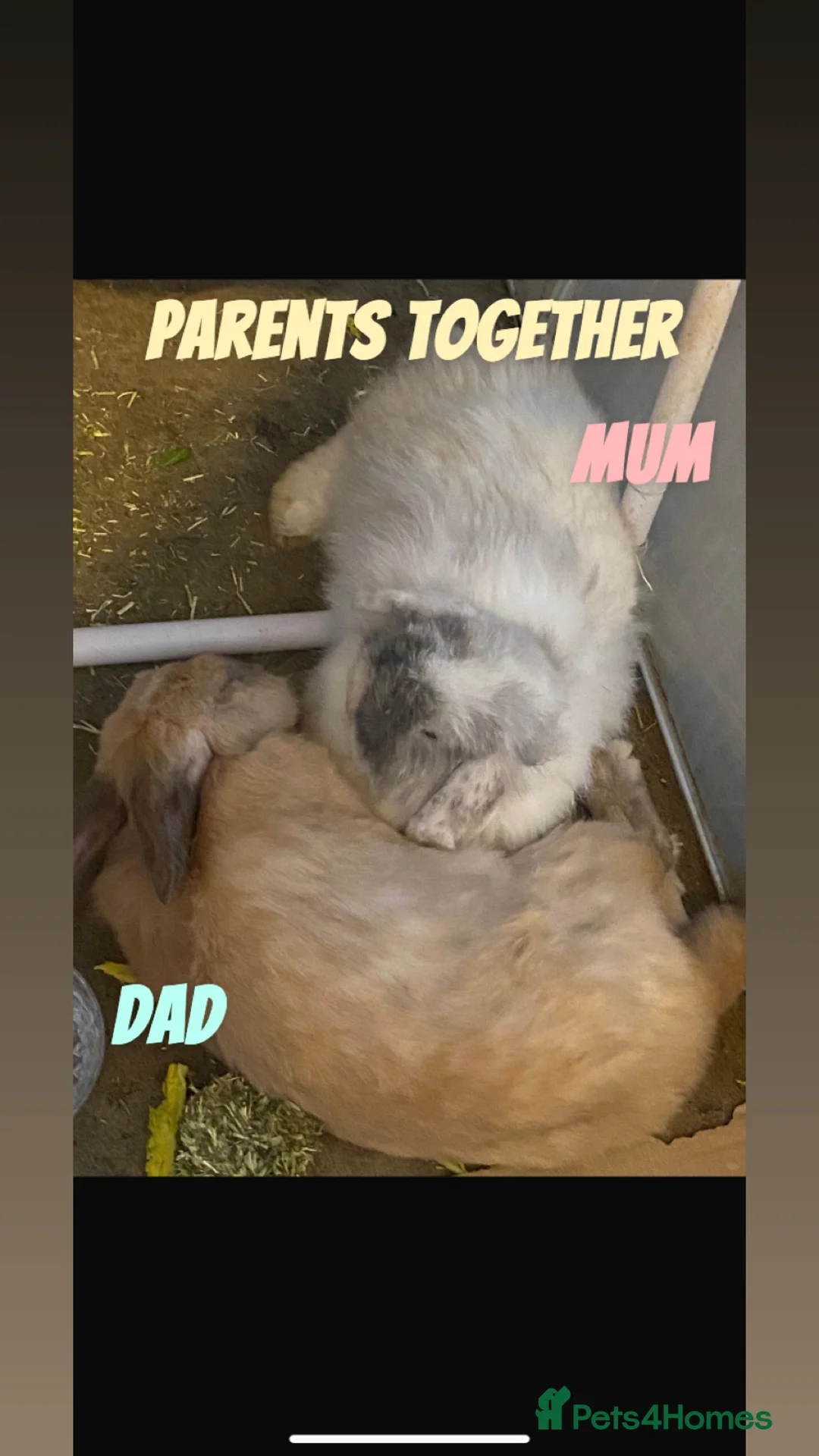 Cashmere Lop rabbits for sale: Cashmere Holland lop bunnies - Advert 4