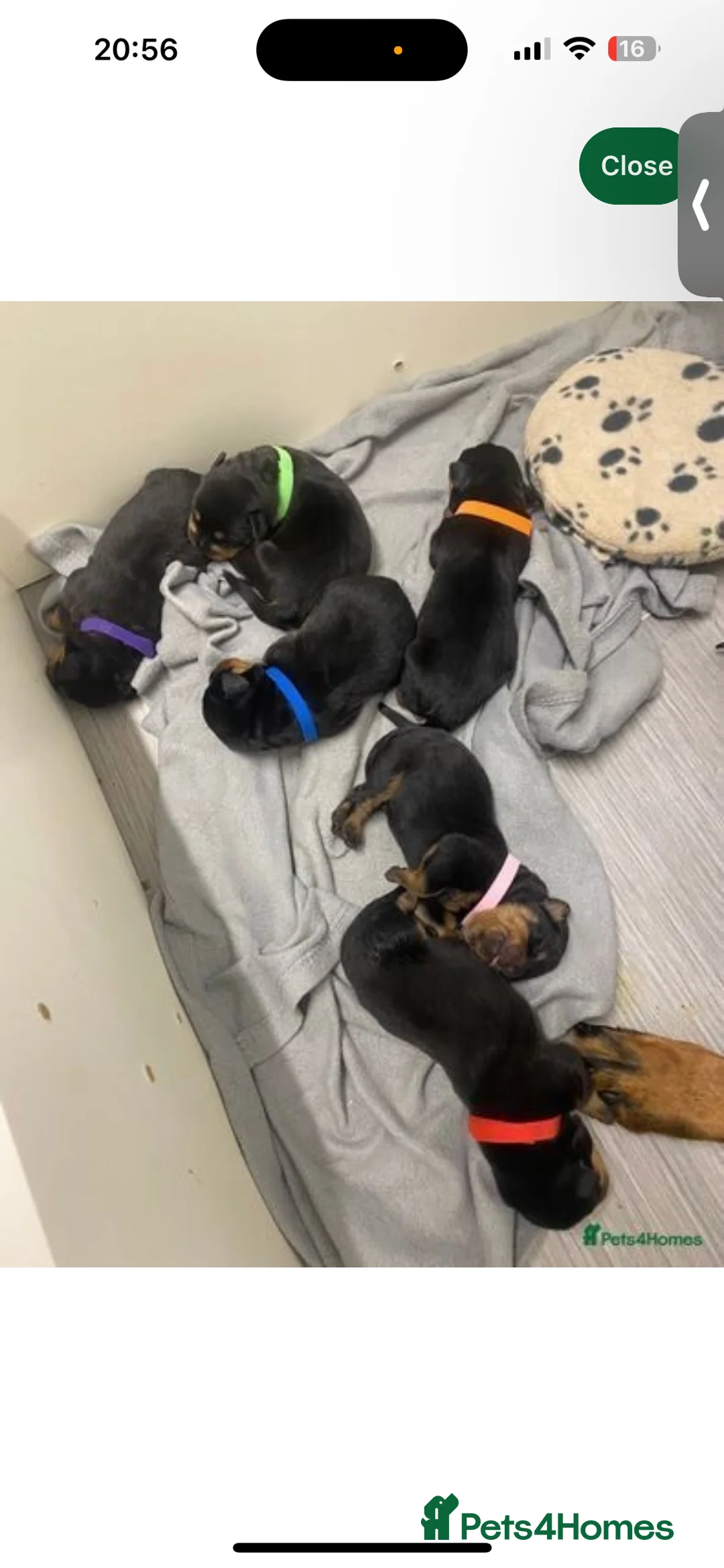 Rottweiler dogs for stud: Rottie male for stud in Ayr - Advert 14