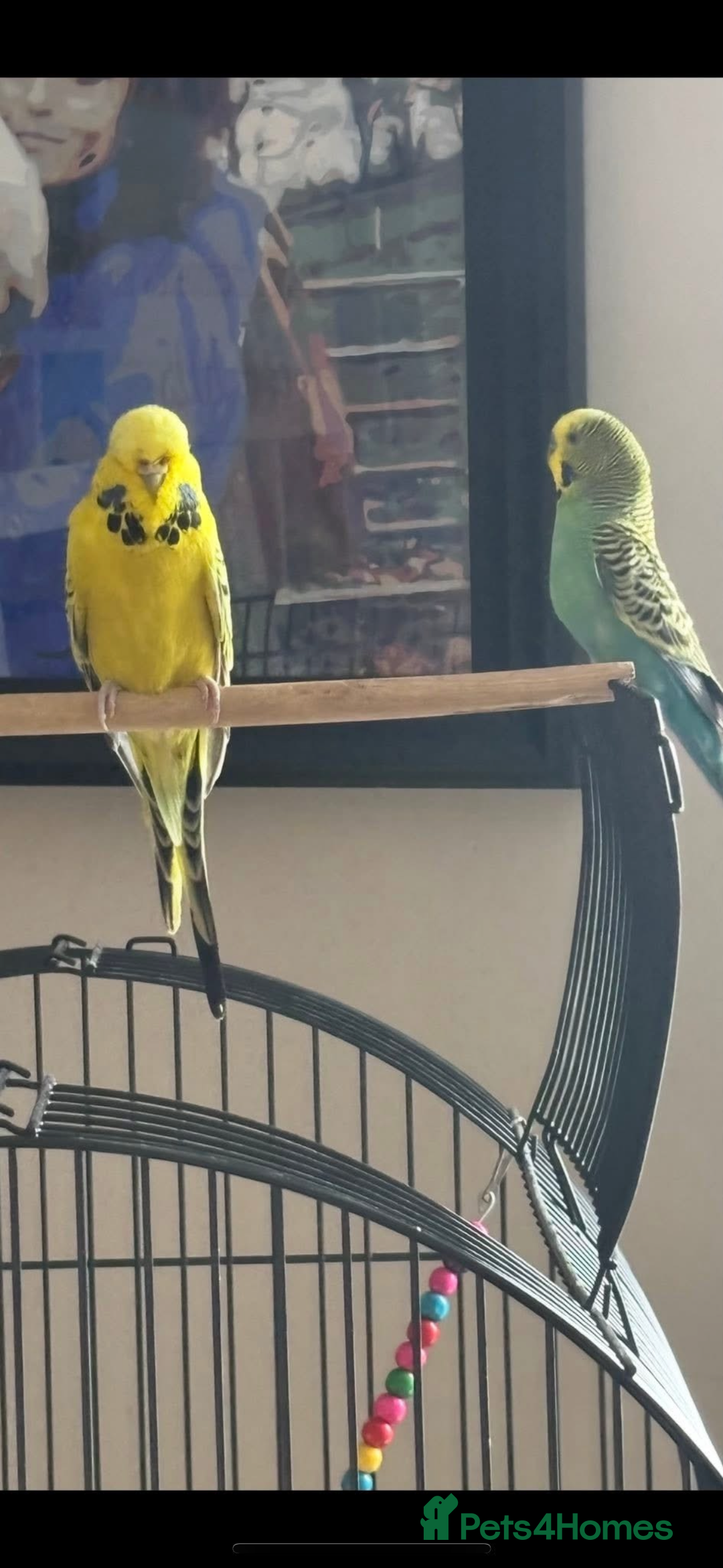Budgerigars birds for sale: Male and female  - Image 2