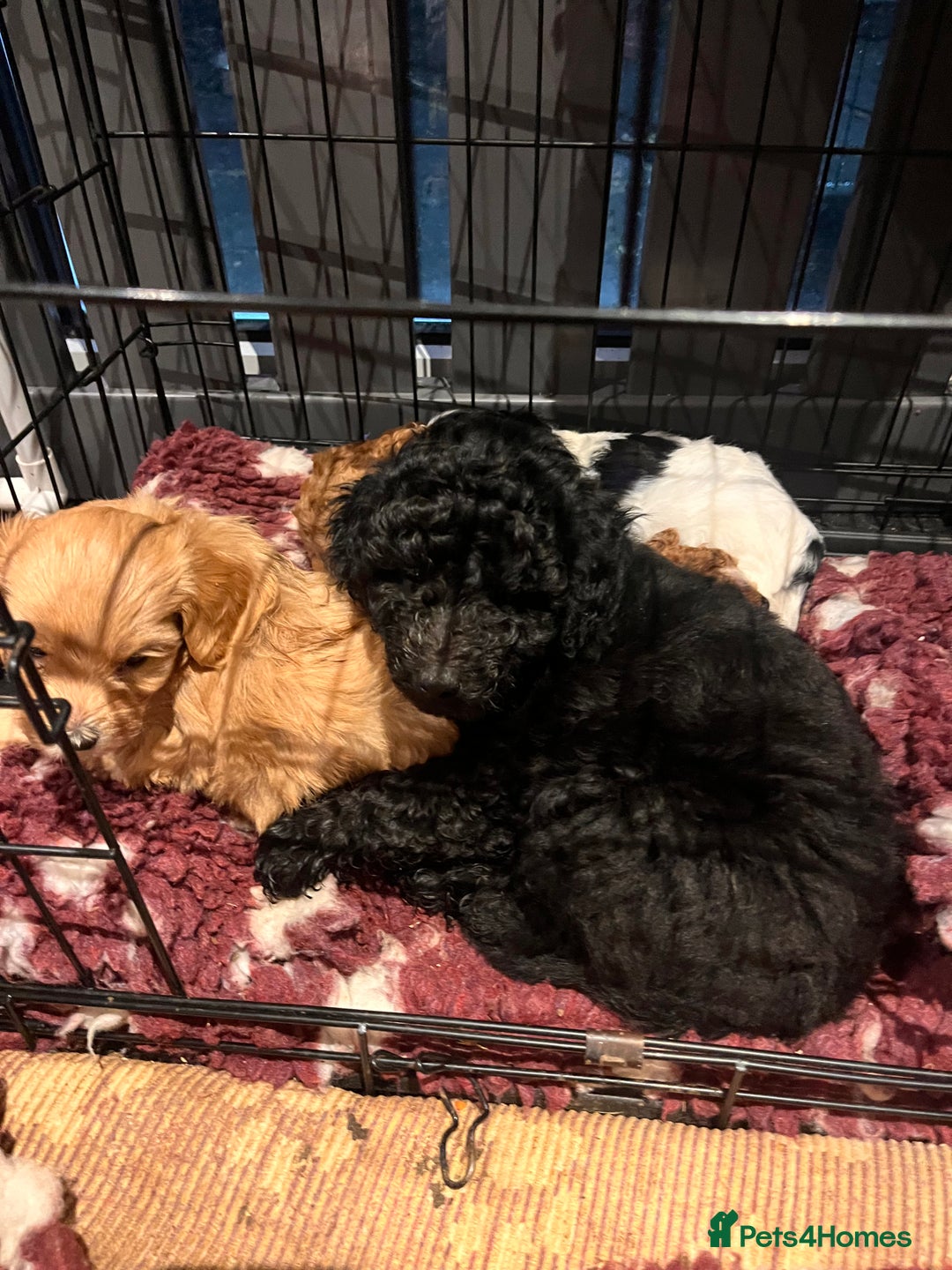Australian Labradoodle dogs for sale: Healthy tested true Australian Labradoodle pups - Advert 26