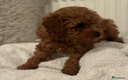 Toy Poodle dogs for sale: Stunning Fox Red Toy Poodles - Image 3