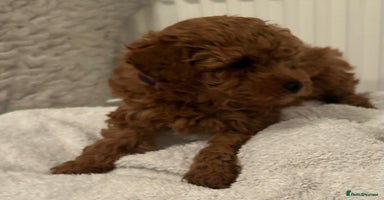 Toy Poodle dogs - Advert 4