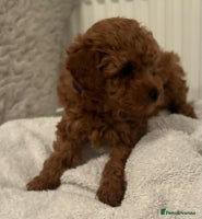 Toy Poodle dogs - Advert 5