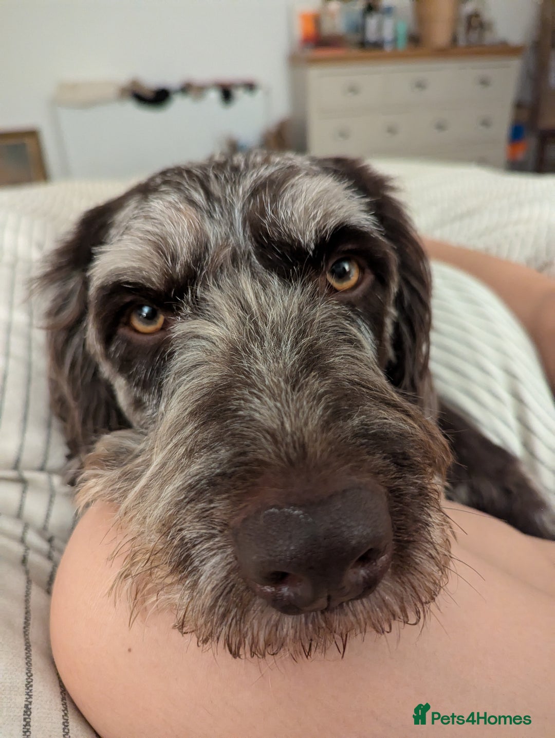 Labradoodle dogs for sale: Meet Elton – Our Beautiful Labradoodle  - Image 11