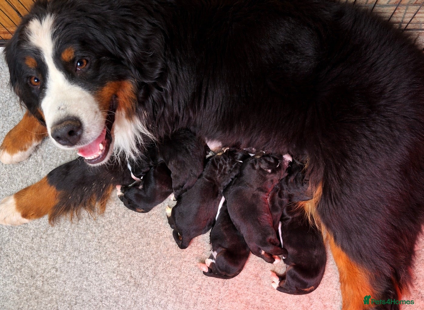 Bernese Mountain Dog dogs Beautiful Chunky KC Bernese Mountain Dog Puppies - Advert 9