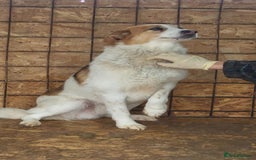 Mixed Breed dogs for adoption: Freud - Norwich Norfolk  - Advert 17