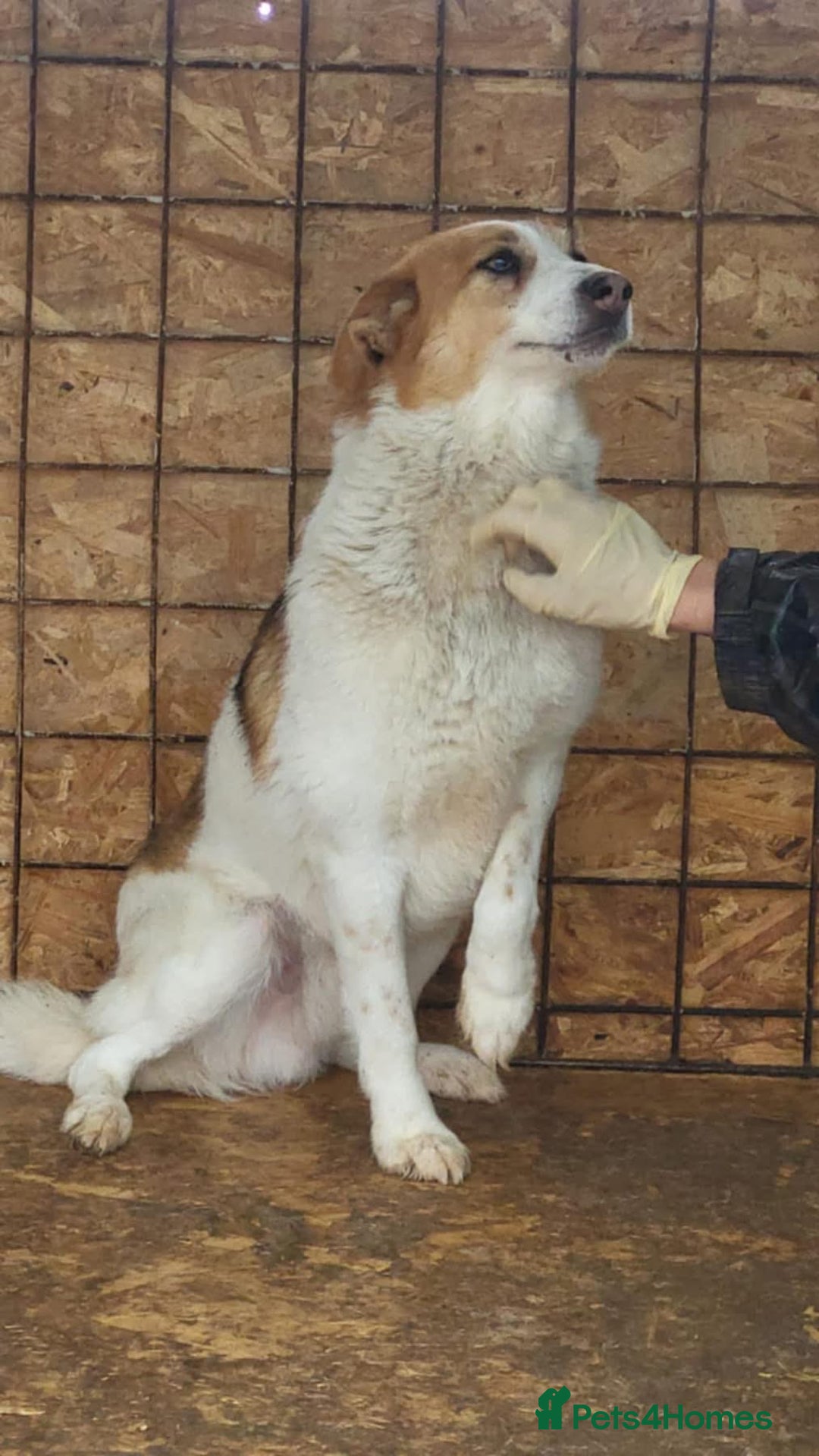 Mixed Breed dogs for adoption: Freud - Norwich Norfolk  - Advert 17