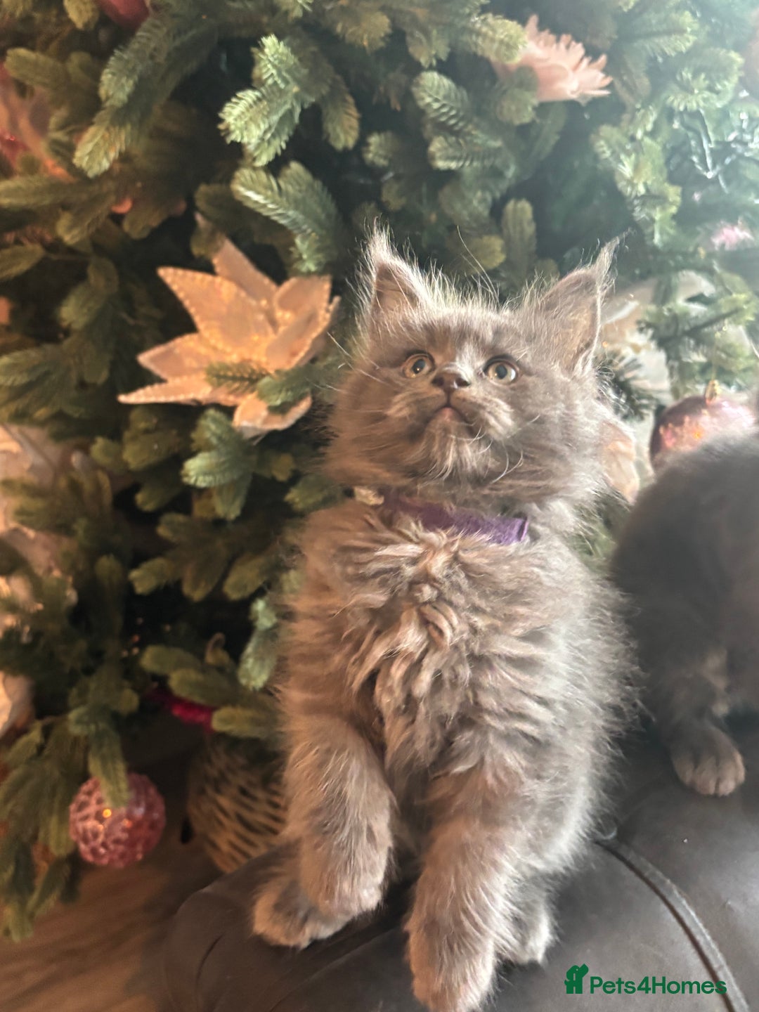 Maine Coon cats for sale: Blue Maine Coon Kittens – Active TICA Registered  - Advert 29