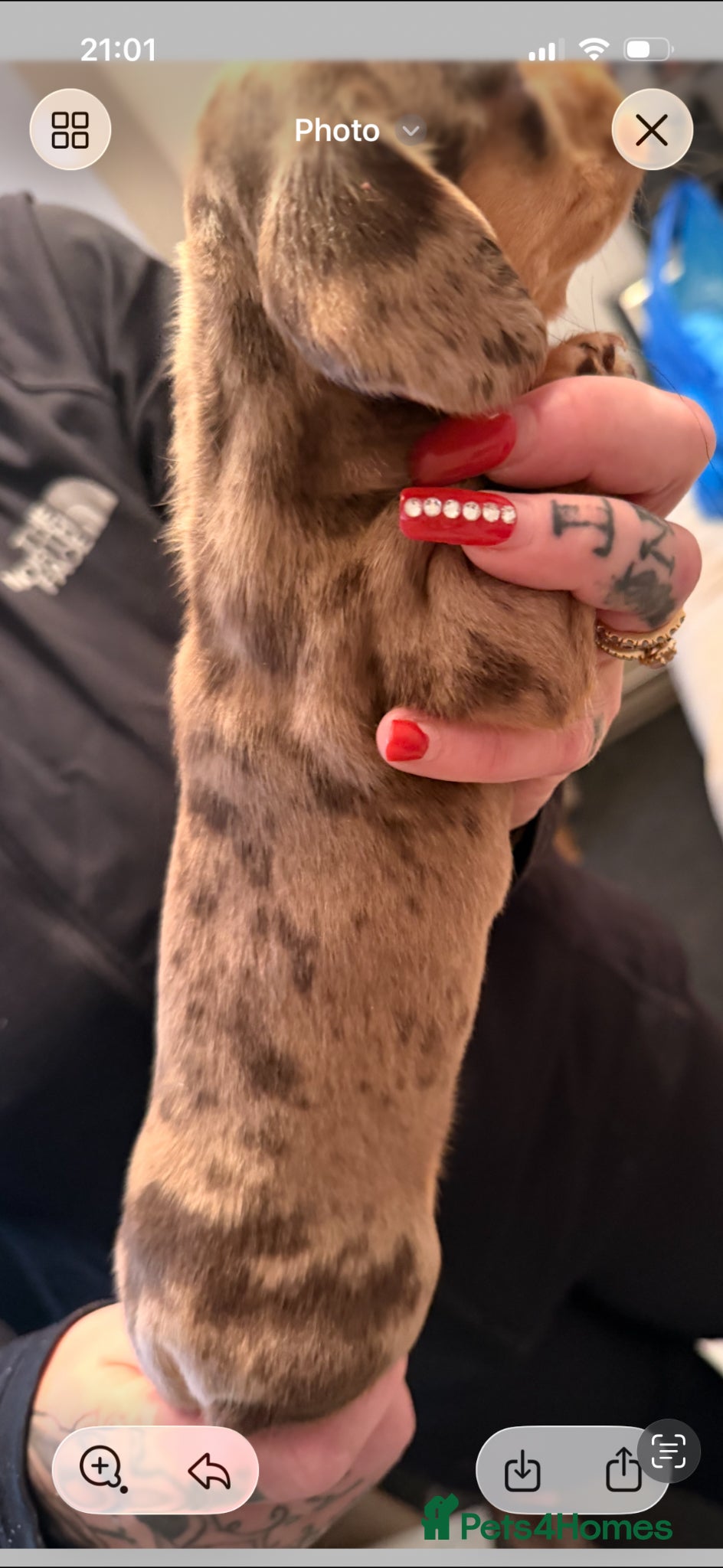 Miniature Dachshund dogs for sale: Mini dachshund puppies  - Advert 4
