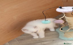 Ragdoll cats for sale: Ragdoll kittens  - Image 6