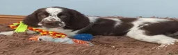 English Springer Spaniel dogs for sale: Show Type English Springers  in Bridlington - Advert 2