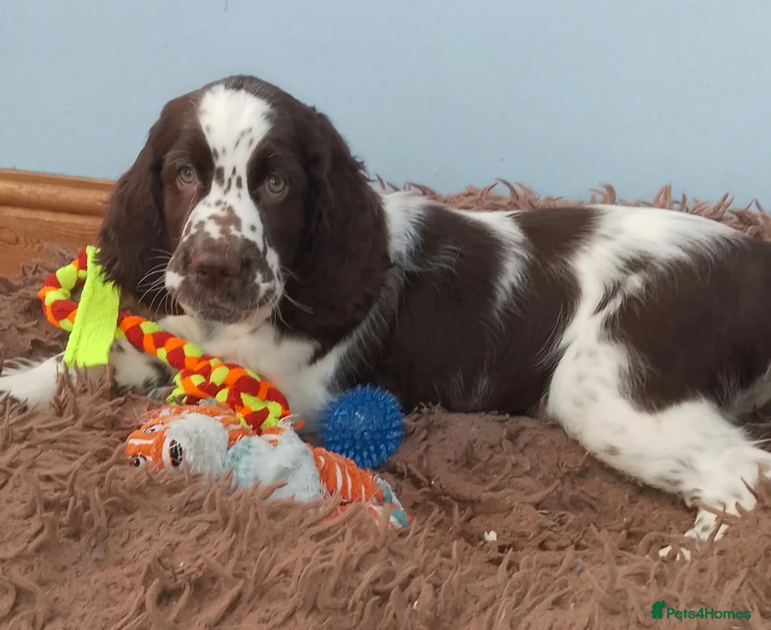 English Springer Spaniel dogs for sale: Show Type English Springers  in Bridlington - Advert 2