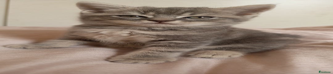 British Shorthair Kitten 3