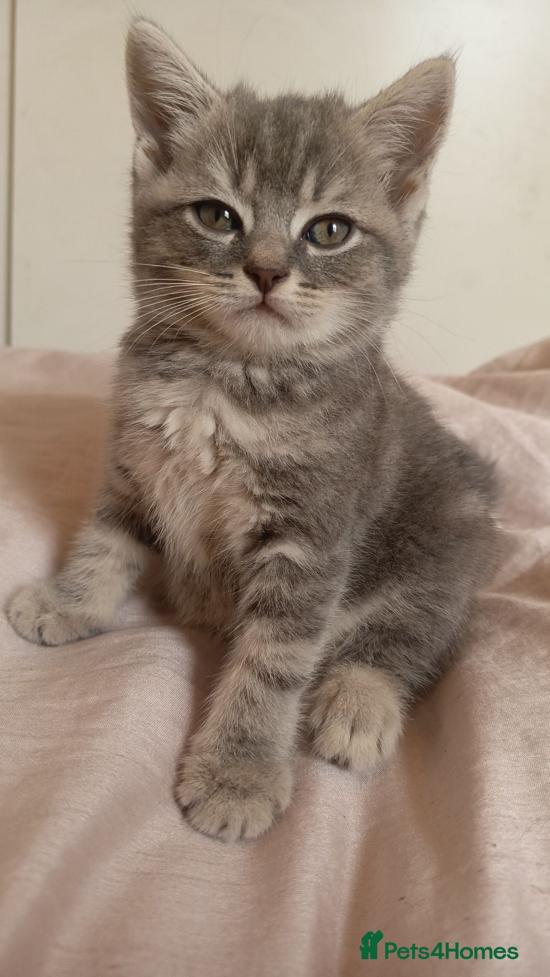 British Shorthair cats for sale: 4 beautiful British Shorthair kittens for sale - Image 6