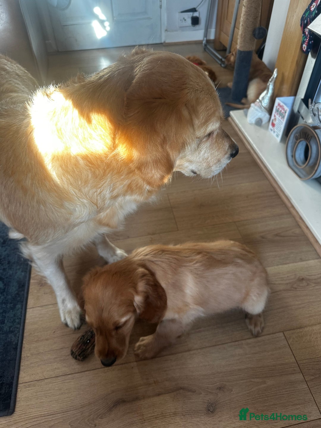 Mixed Breed dogs for sale: Golden retriever x Irish red setter pups 🐶  - Advert 7