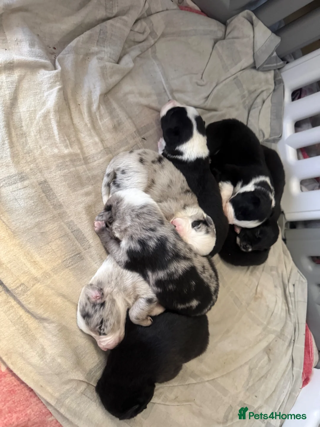 Mixed Breed dogs for sale: 8 adorable puppies. - Advert 2