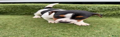 Jack Russell 4