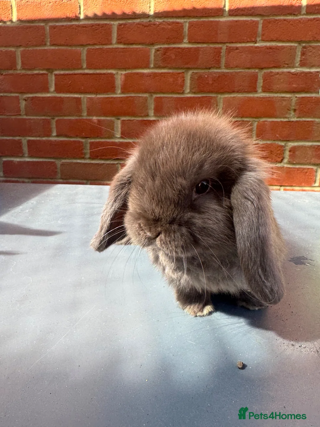 Mini Lop rabbits for sale: Chocolate Mini Lop Buck  - Advert 2