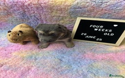German Shepherd dogs for sale: KC German Shepherd Pups in Newark - Image 26