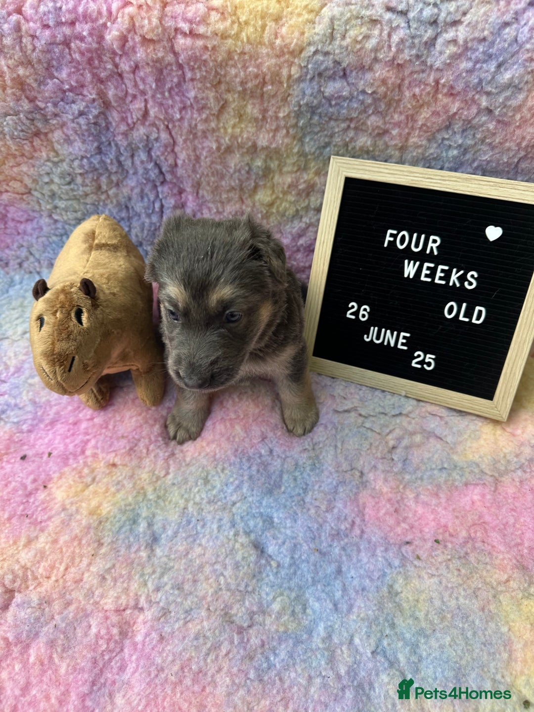German Shepherd dogs for sale: KC German Shepherd Pups in Newark - Image 26