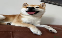 Japanese Shiba Inu dogs for stud: 18 months old Japanese Shiba Inu Stud Available - Image 2