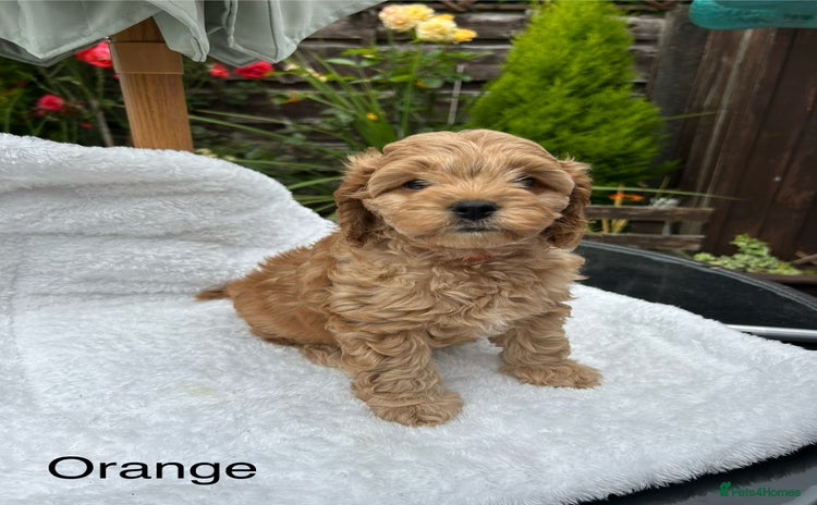 Cavapoo dogs - Advert 10