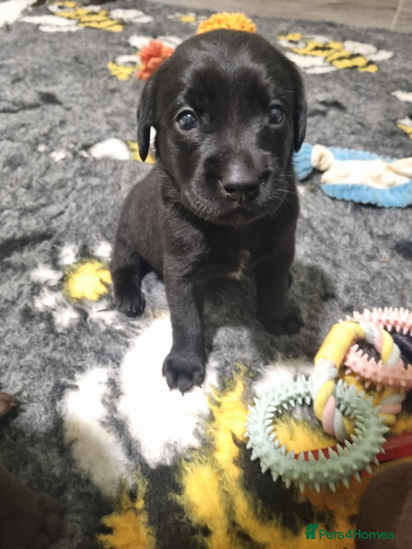 Labrador Retriever dogs  BEAUTIFUL PUPPIES FROM FULLY HEALTHTESTED PARENTS - Advert 5