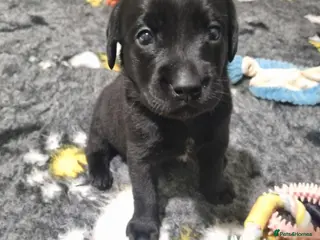 Labrador Retriever dogs BEAUTIFUL PUPPIES FROM FULLY HEALTHTESTED PARENTS - Advert 5