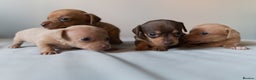 Chiweenie dogs for sale: Stunning Micro Chiweenie Litter - Smallest in UK - Advert 9