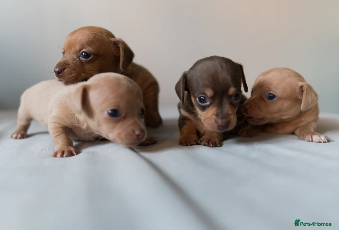 Chiweenie dogs for sale: Stunning Micro Chiweenie Last One - Smallest in UK - Advert 12