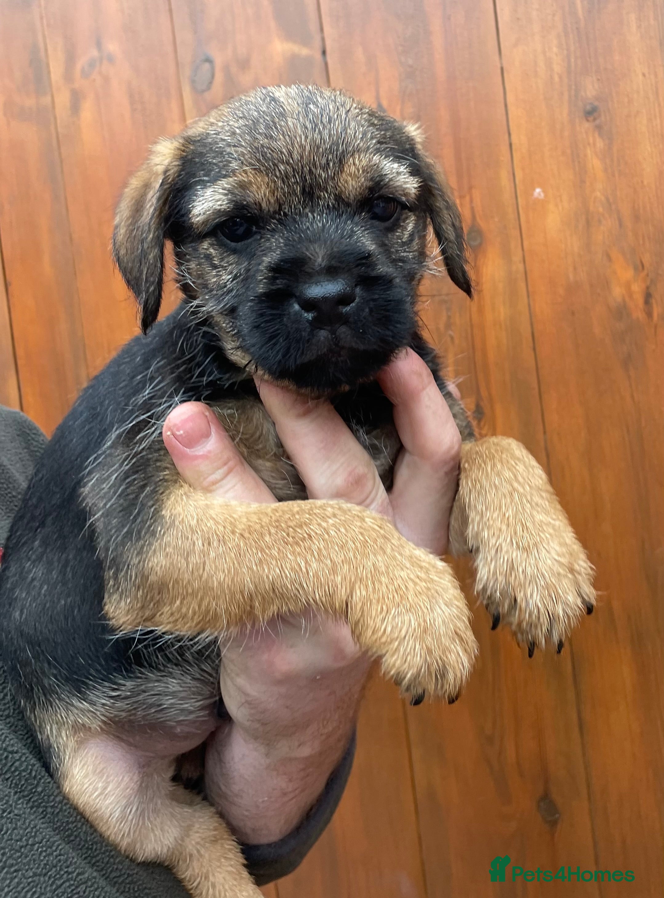 Border Terrier dogs Quality Border Terrier Puppy - Advert 15
