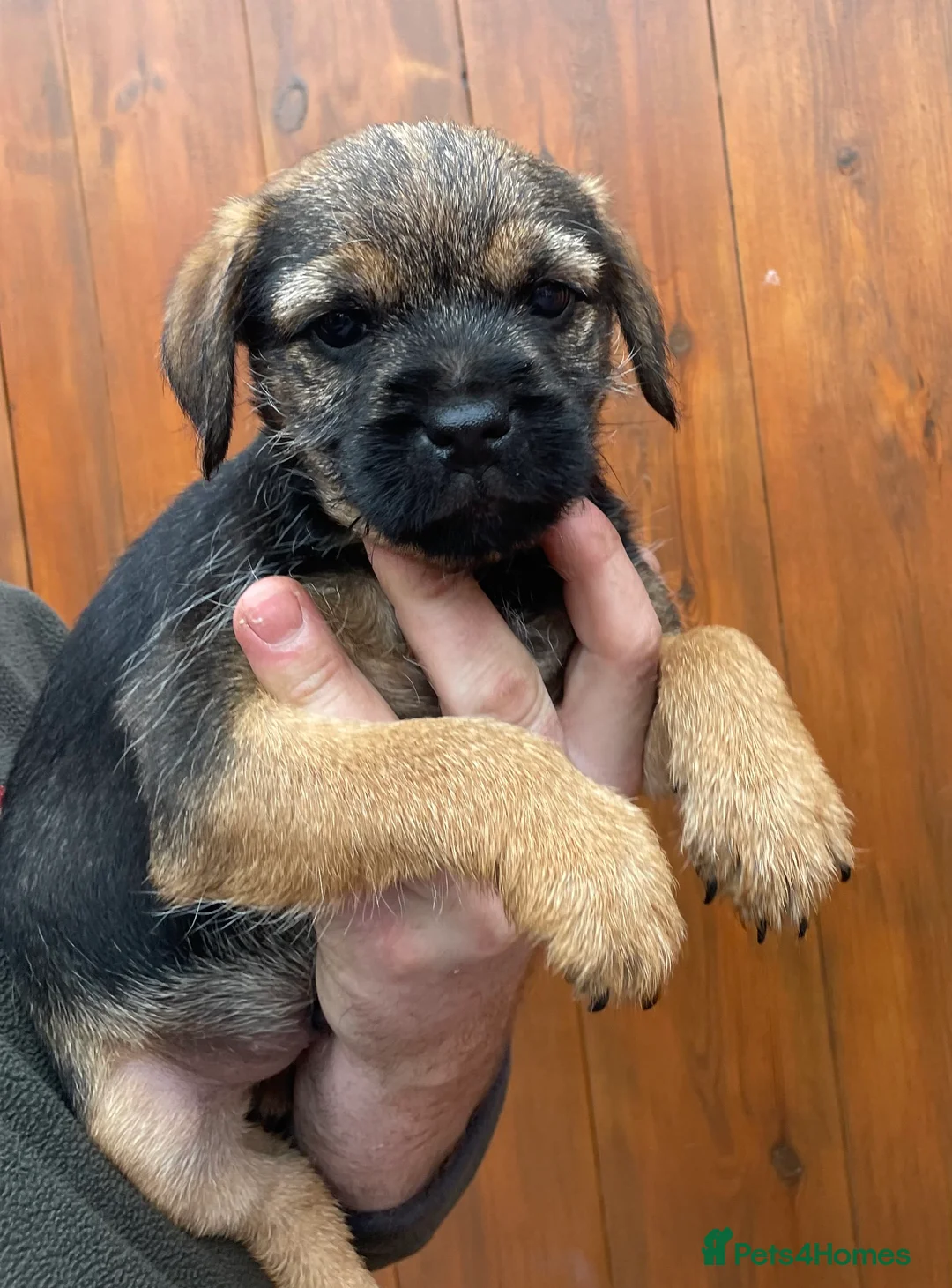 Border Terrier dogs for sale: Quality Border Terrier Puppy - Advert 1