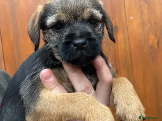 Border Terrier dogs Quality Border Terrier Puppy - Advert 15