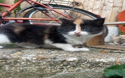 Mixed Breed cats for sale: Kittens for sale  - Image 6