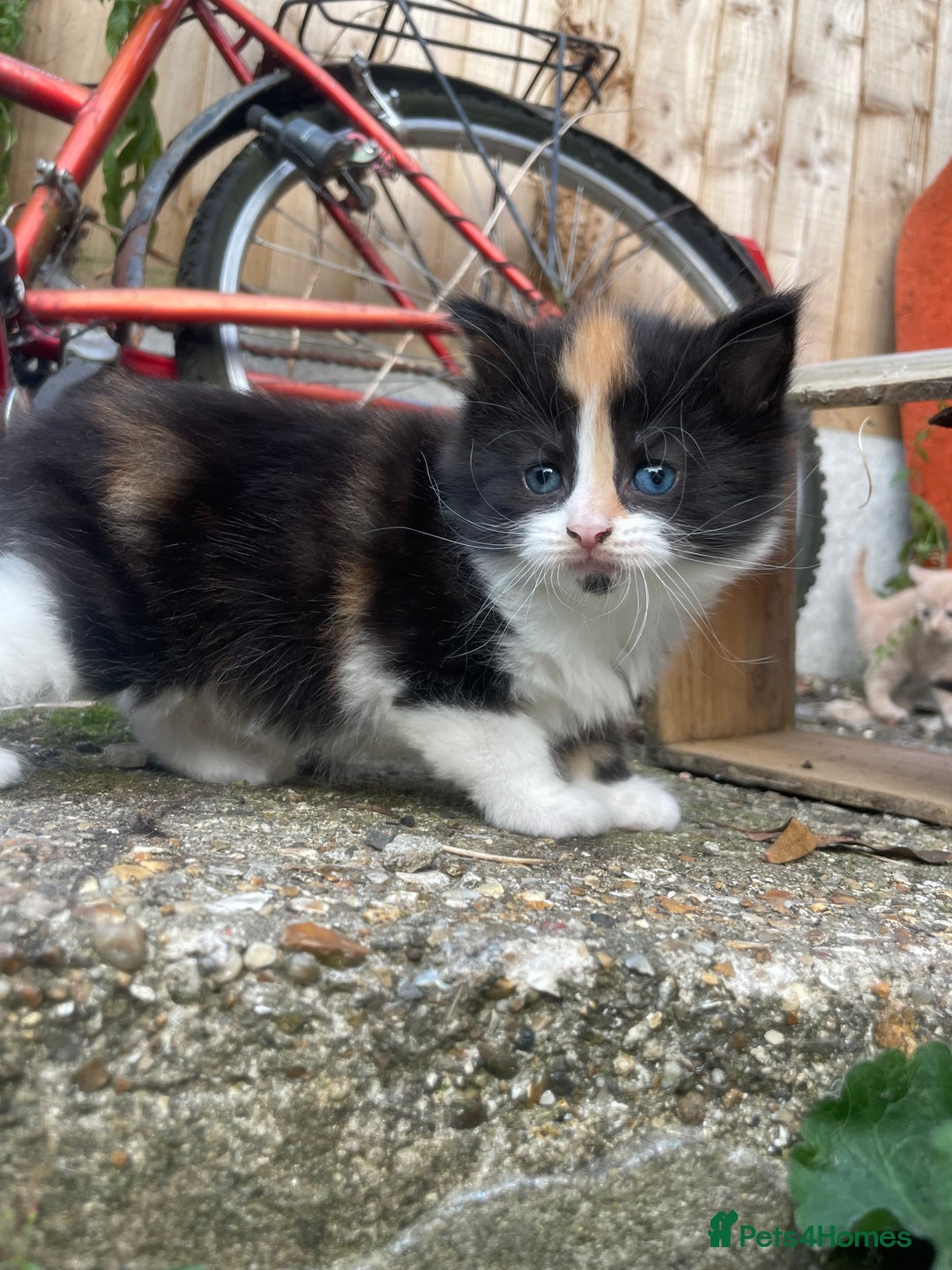 Mixed Breed cats for sale: Kittens for sale  - Image 6