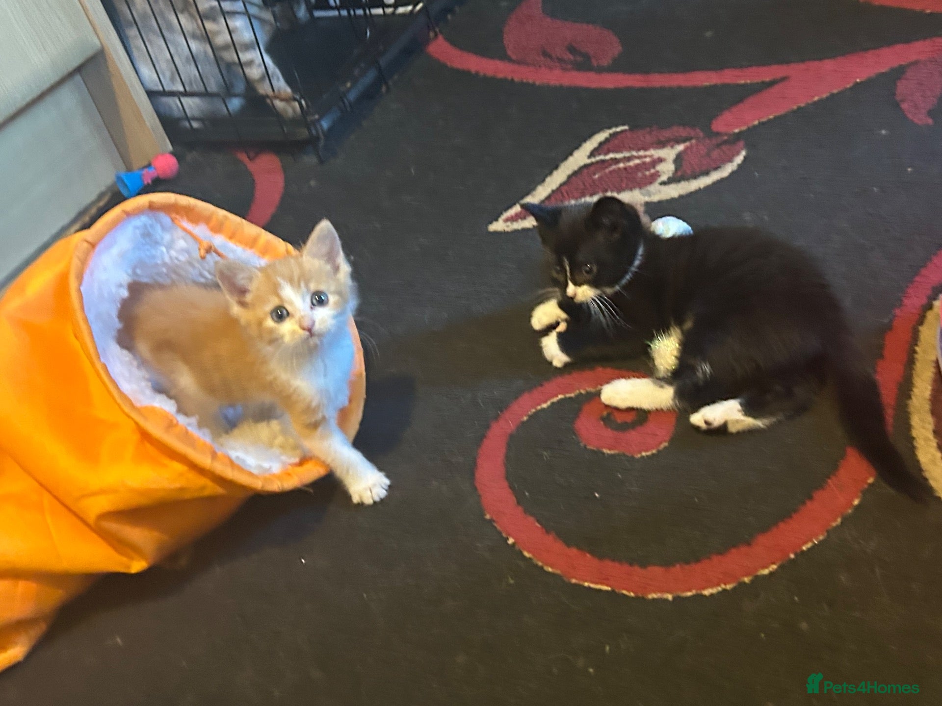 Mixed Breed cats 2 Beautiful Kittens - Advert 3