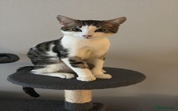 Domestic Shorthair cats for sale: kittens for sale❤️ - Image 17