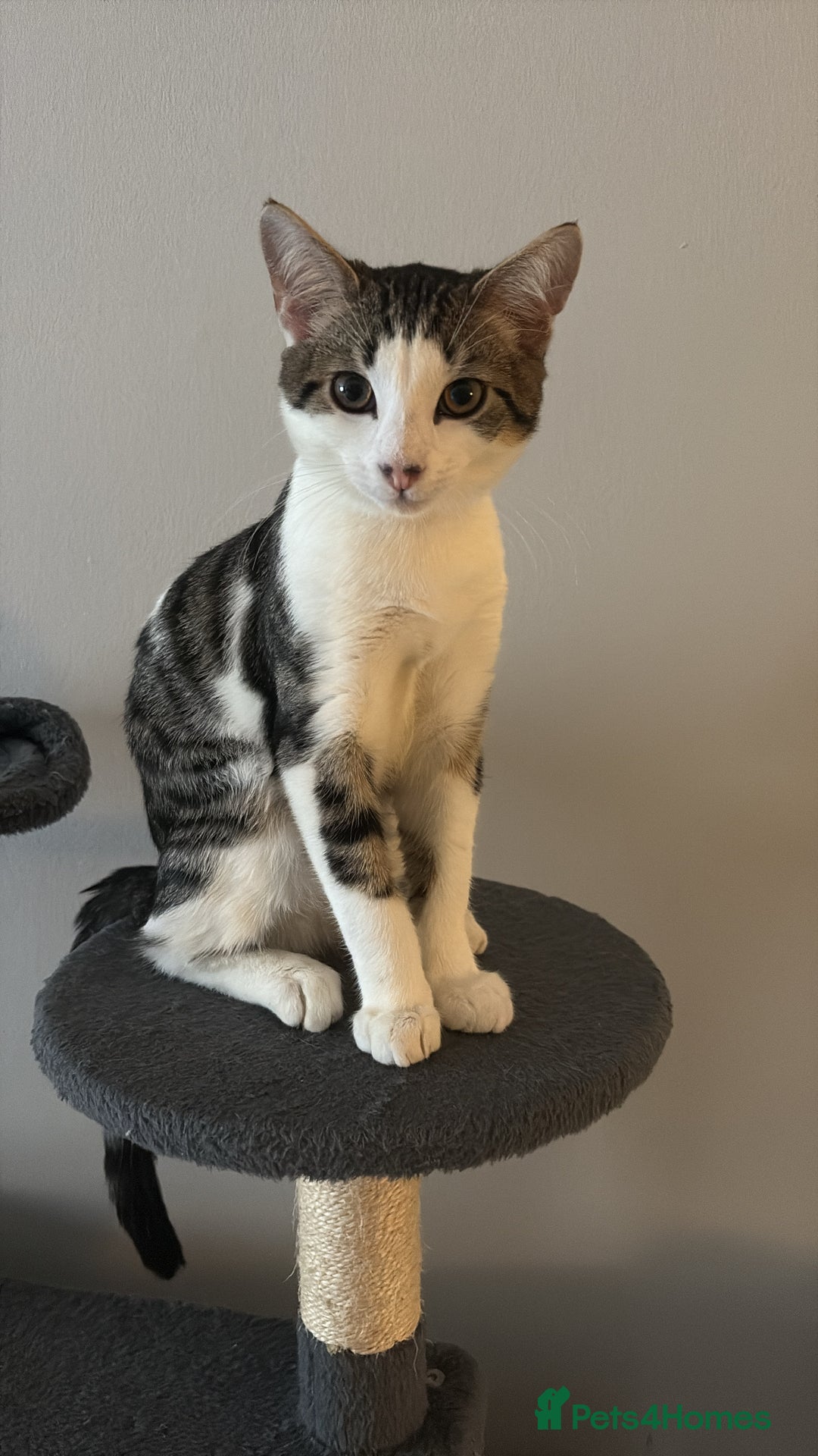 Domestic Shorthair cats for sale: kittens for sale❤️ - Image 17