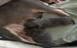 Mixed Breed dogs for sale: French bullhuahua - Advert 5