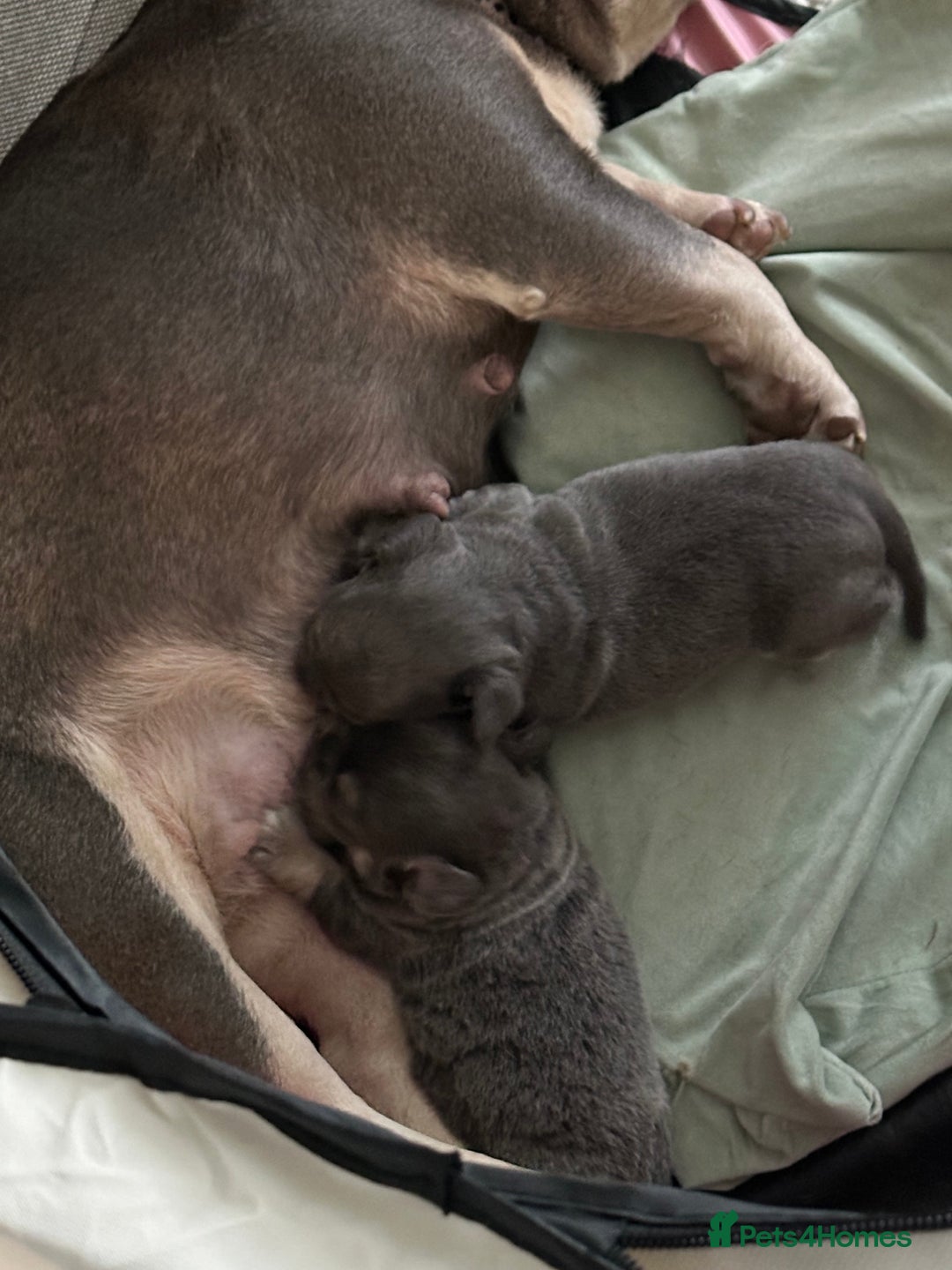 Mixed Breed dogs for sale: French bullhuahua - Advert 5