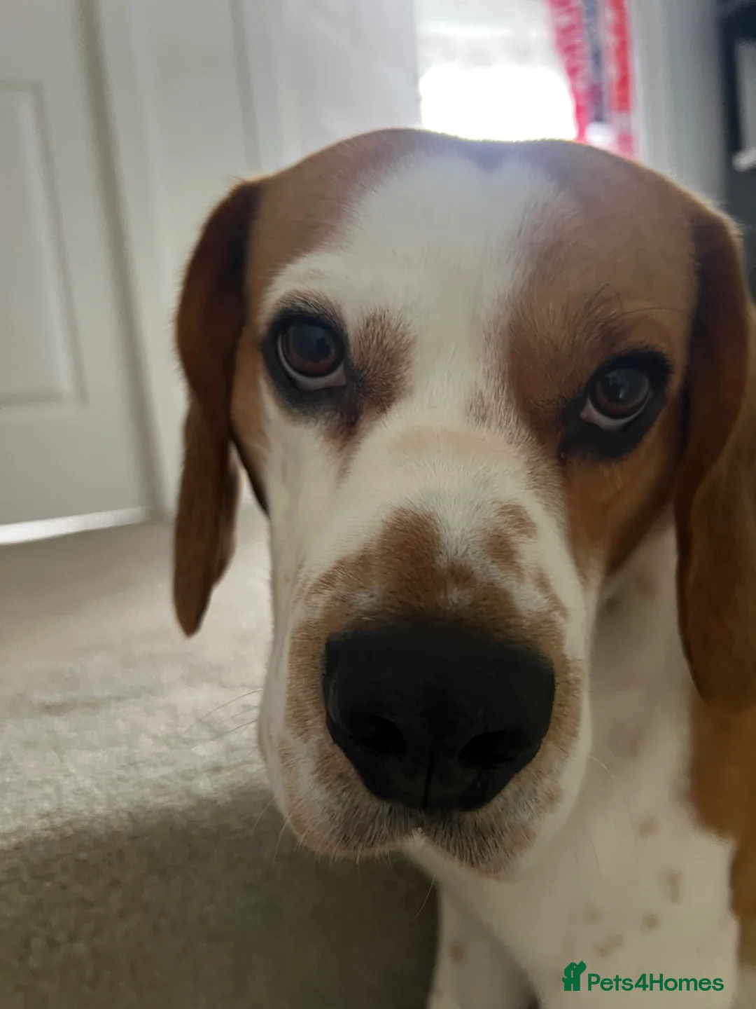 Beagle dogs for stud: Beautiful Beagle Stud Dog – Edinburgh Area in Gorebridge - Advert 2