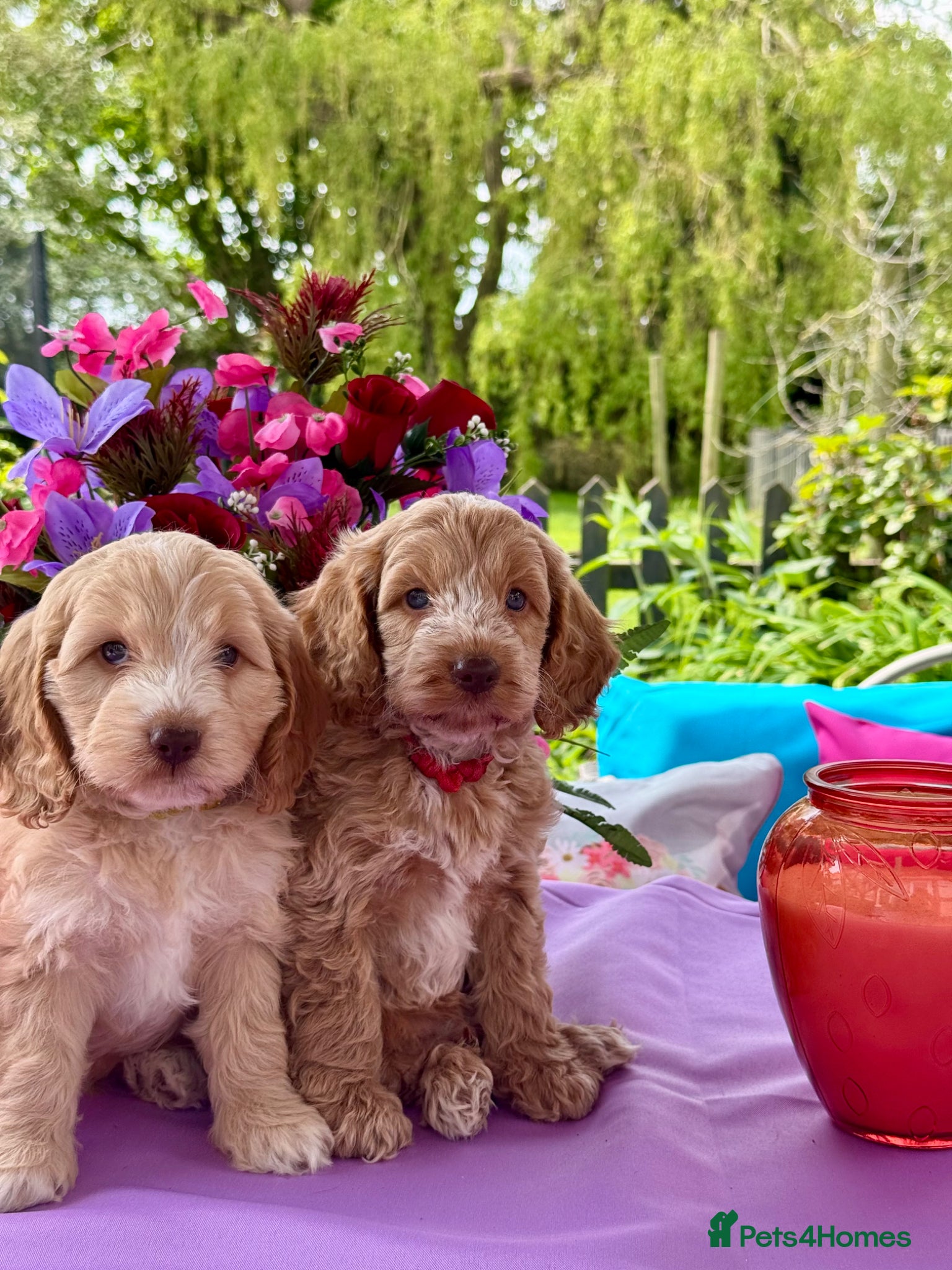 Cockapoo dogs 2 left gorgeous f1 apricot Cockerpoos  - Advert 2