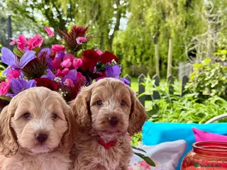 Cockapoo dogs 2 left gorgeous f1 apricot Cockerpoos - Advert 2