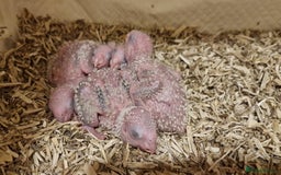 Conures birds for sale: Beautiful fully hand reared conure baby's  - Advert 2